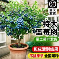 蓝莓树果苗盆栽带果特大号室内阳台南北方庭院地栽花香蓝莓耐寒