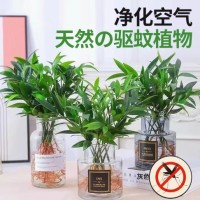 竹柏驱蚊竹水培植物室内客厅水养绿植花卉盆栽办公室桌面四季好养