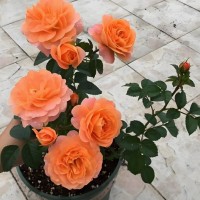 玫瑰花苗浓香特大花带花苞花卉绿植物室内外庭院阳台盆栽蔷薇月季