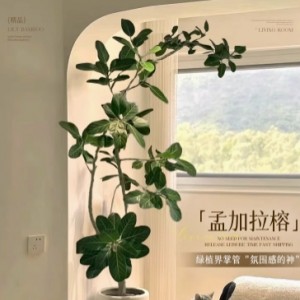 网红孟加拉榕盆栽大型绿植黄金榕高