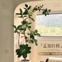 网红孟加拉榕盆栽大型绿植黄金榕高山榕树室内客厅落地橡皮面包树