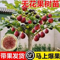 无花果树果苗特大果带果矮化盆栽室内庭院阳台南方北方种植耐寒