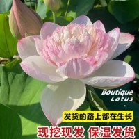 荷花盆栽莲花藕苗四季观赏荷花藕种水培植物池塘花卉睡莲莲藕苗种